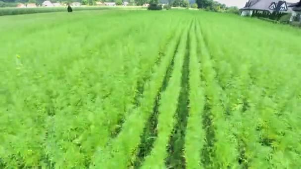 Landwirtschaft industrielle Cannabis-Plantage — Stockvideo