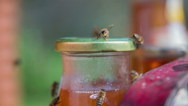 Пчелы на банке с медом — стоковое видео