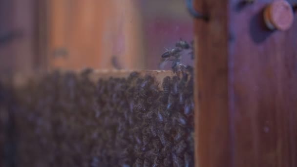 Beehive full of a hard working bees — Stock Video