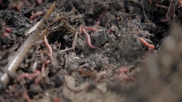 Garden and worms crawling through fresh soil — Stock Footage Garden and worms crawling through fresh soil Video Clip