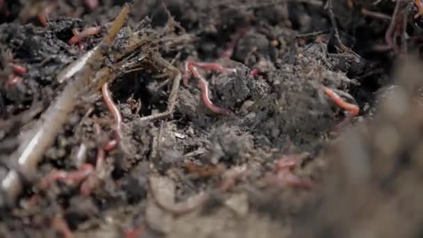 Garden and worms crawling through fresh soil — Stock Video