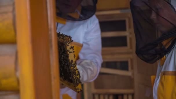 Imkerpaar schaut sich die Bienen an — Stockvideo