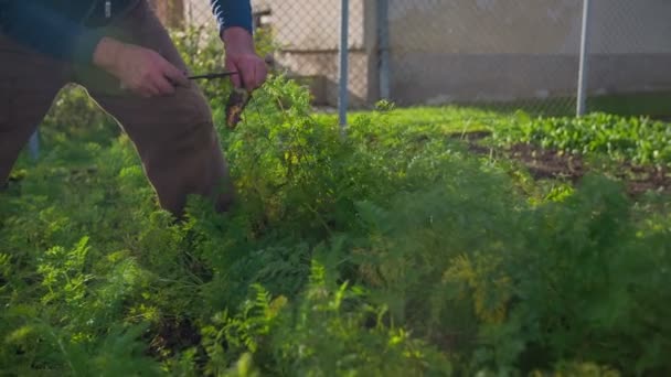 Человек вытаскивает морковку из сада — стоковое видео