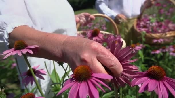 La fleur a été déchirée 