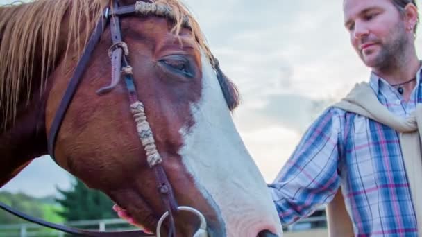 Petting a gyönyörű ló a fejét az ember — Stock videók