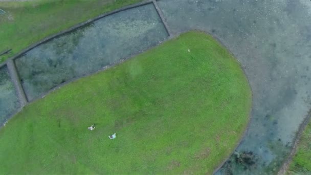 Boy and girl on grass walking — Stock Video