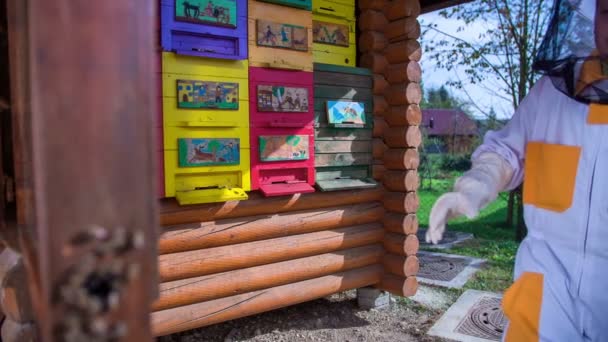 Včelař dítě přichází do úlu zkontrolovat na včely — Stock video