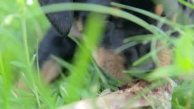 Küçük köpek kemik ondan daha büyük çiğneme