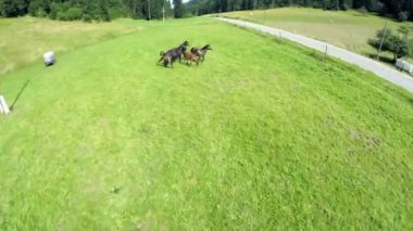 Wild horses break into a gallop