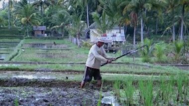 pirinç alan üzerinde çalışan yerel kişi
