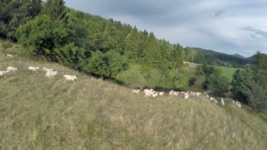 Bir doğa orman yakınındaki otlatma koyun