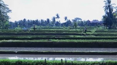 pirinç tarlaları su