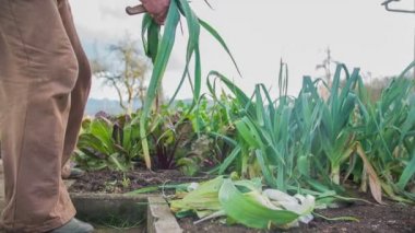 Pırasa gereksiz yere uzun kesilmiş kişi çıkar