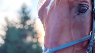 Güzel at fotoğraf makinesi arıyorum