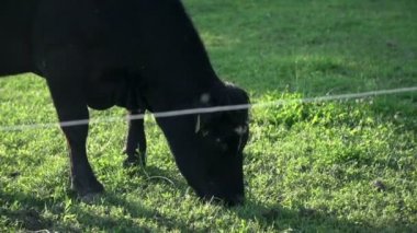 Tehlikeli siyah boğa