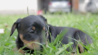 Aperatif süresinden sonra dinleniyor