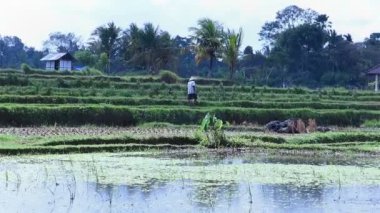 Çiftçi alanlar arasında yürüyüş şapka ile