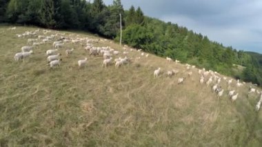 Bir sürü koyun otlatmaya bir doğada