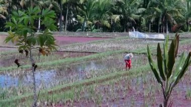Yeşil pirinç tarlaları su altında