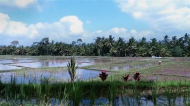 pirinç tarlaları su manzara sahne