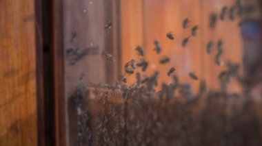 Sabit çalışma arılar üzerinde bir arı çiftliği