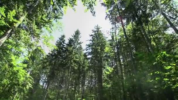 Condução através da floresta com árvores altas — Vídeo de Stock