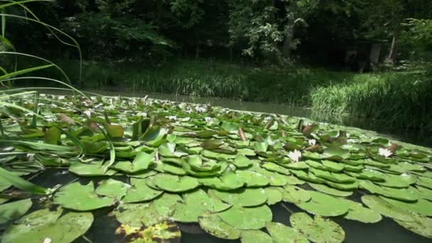 Small lake with water lilies — Stock Video