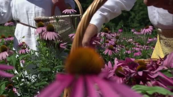 Mann reißt Blumen — Stockvideo