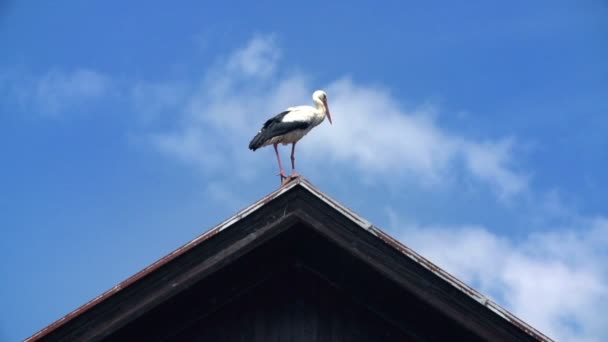 Cicogna sul tetto della casa — Video Stock