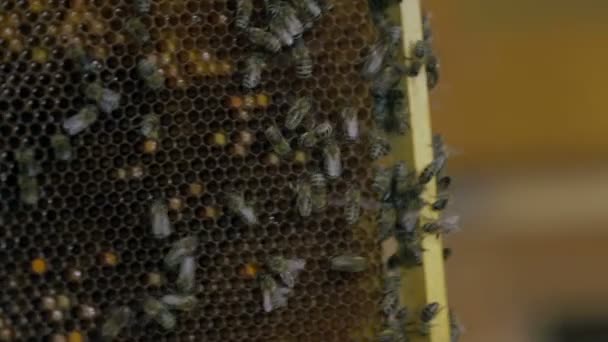 Colmena llena de abejas trabajadoras — Vídeos de Stock