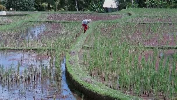 Persona que cultiva en el campo de arroz regado — Vídeos de Stock