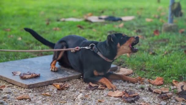 Home pet sitting on his space — Stock Video