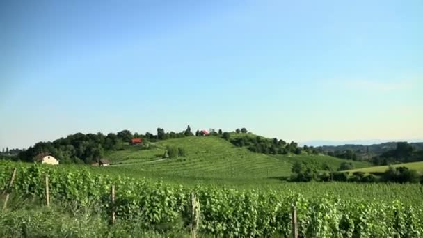 pousse aérienne d'un vignoble 