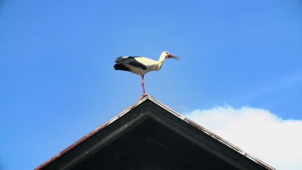 Stork clapping with beak and call other stork — Stock Video