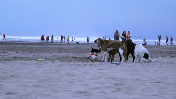 Grupa psów gra na plaży z ludzi — Wideo stockowe