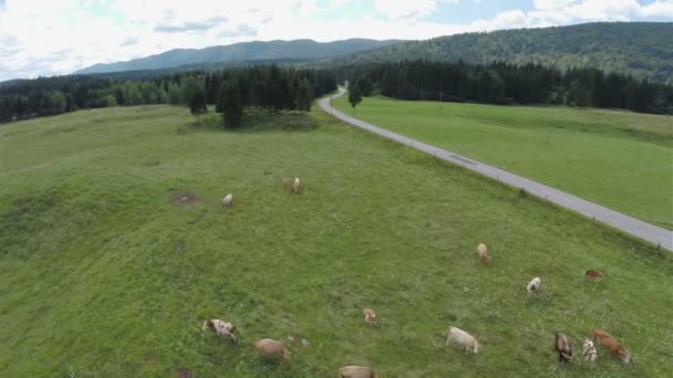 Kor som betar på gräsmattan. — Stockvideo