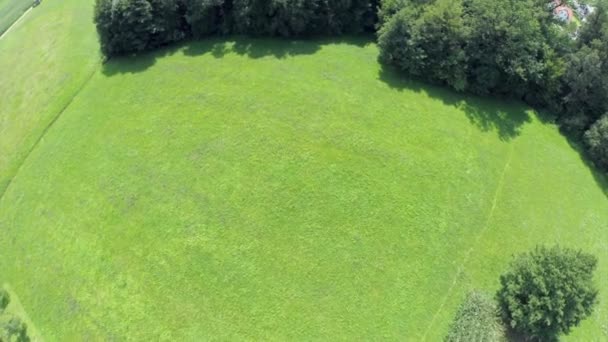 Campo verde de hierba cerca del bosque — Vídeo de stock