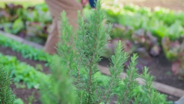 Man lopen in de tuin — Stockvideo