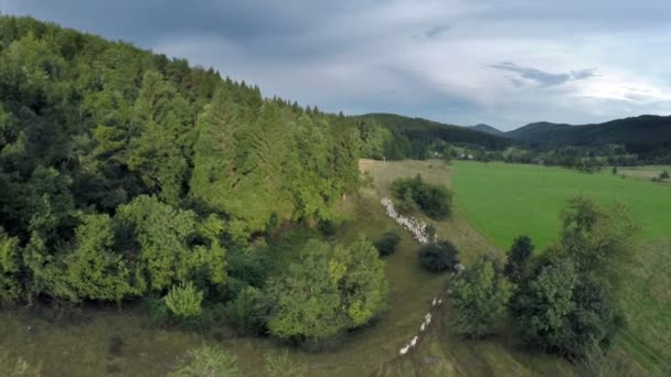 Tiro aéreo de pastagem de ovelhas — Vídeo de Stock