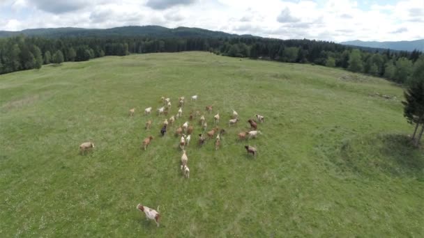 Czarne i białe krowy na trawniku — Wideo stockowe