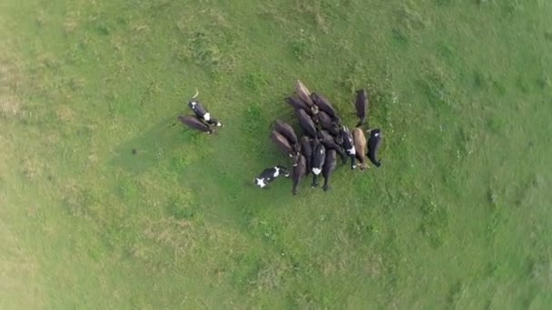 Schwarze Kühe auf einer grünen Wiese — Stockvideo