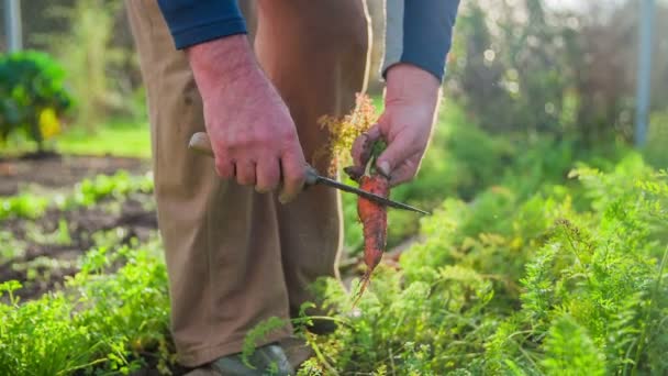 Membersihkan kotoran wortel yang baru saja diambil dari kebun . — Stok Video