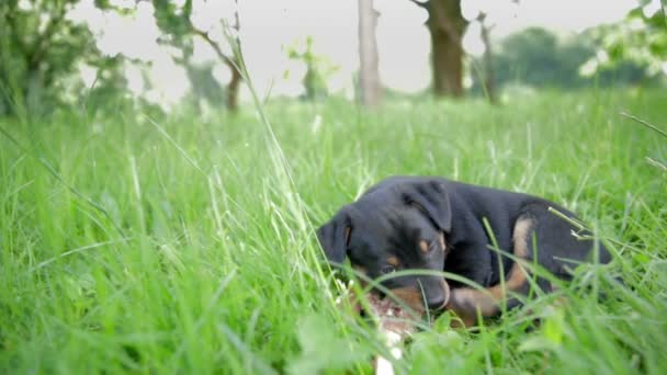 Bastante joven canino tiene hueso grande — Vídeos de Stock