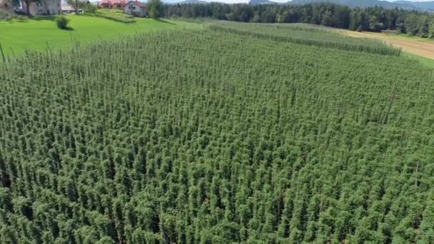 Plantage van groene hop — Stockvideo