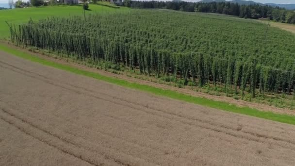 Grüne Wiese voller Hopfen — Stockvideo