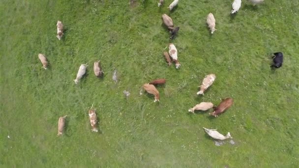 Koeien grazen op groen gras — Stockvideo