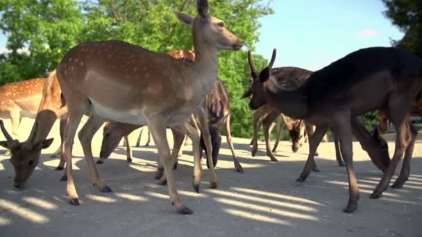 Group of deers eating corn — Stock Video