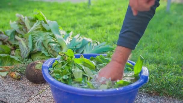 Homem lavando a louça os vegetais apenas colheita — Vídeo de Stock