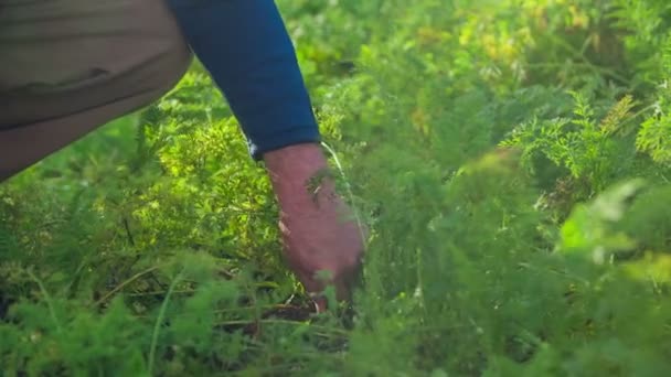 Mann zieht Bio-Möhre aus Garten — Stockvideo