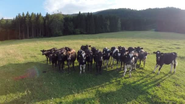 Vacas en el campo de hierba verde — Vídeo de stock